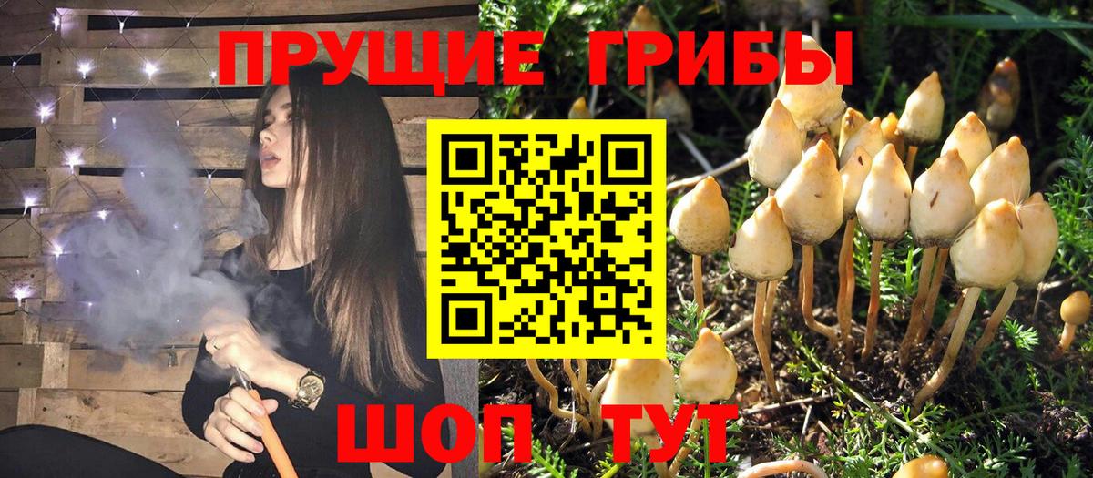 Галлюциногенные грибы Magic Shrooms  Псилоцибиновые грибы Magic Shrooms  Вход с VPN  Тверь 